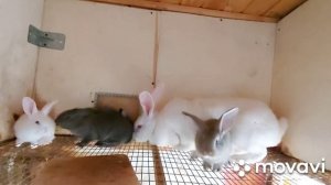 Кролики.  Новая крольчиха Белый Великан пока остается в хозяйстве. Обзор крольчих с крольчатами.