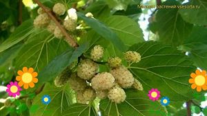 Шелковица белая Пендула. Краткий обзор, описание характеристик morus alba Pendula