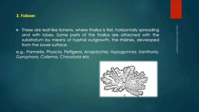 LICHEN || Introduction, Morphology, Reproduction and Importance || смотреть онлайн