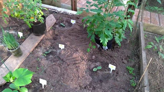 как развивается моя рассада , высаженная после заморозка смотреть онлайн