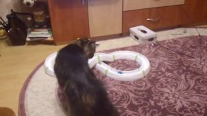 Мейн-кун играет