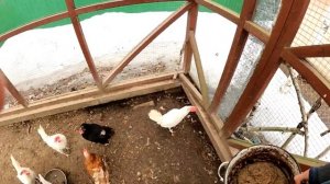 Рыбий жир для кур