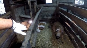 БИЗНЕС НА СВИНЬЯХ! Супер свинарник в домашних условиях.