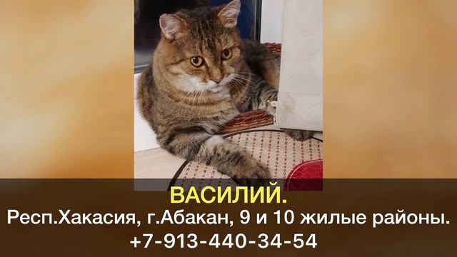 Пропал кот! ВАСИЛИЙ. Республика Хакасия, г.Абакан, 9 и 10 жилые районы. смотреть онлайн