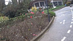 КРЫМ / ЯЛТА / ИНТУРИСТ / МОРЕ В НОЯБРЕ / КРЫМСКИЕ КОТИКИ ЖЕЛАЮТ ХОРОШЕГО ОТДЫХА