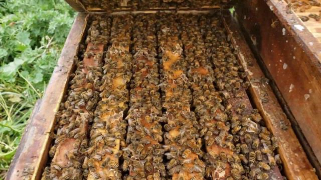 Відводки 2020 6 рамочники.(Отводки 2020 6 рамочникы) смотреть онлайн