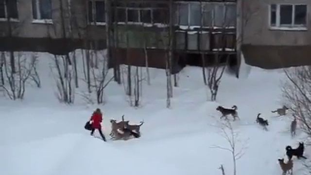 Собакэ