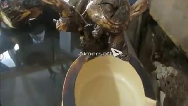 корне пластика