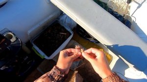 Июнь, на сома плюнь. Сом на квок. Трофей на нересте???