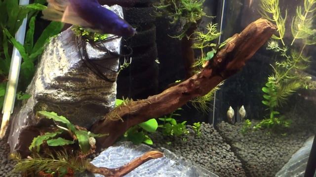 Нано куб 10л , Петух смотреть онлайн