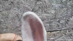 Кролики породы Бельгийский великан (Фландр) окрас белый