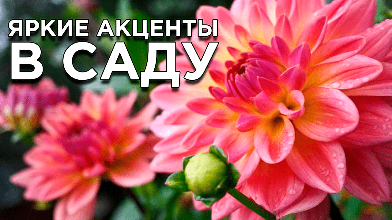 20 растений с большими цветками