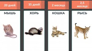 Сравнение: Сроки беременности разных животных | От минимального к максимальному