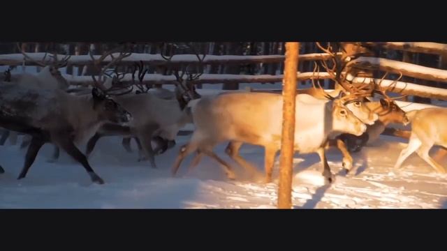 Россия объединяет восемьдесят пять регионов.