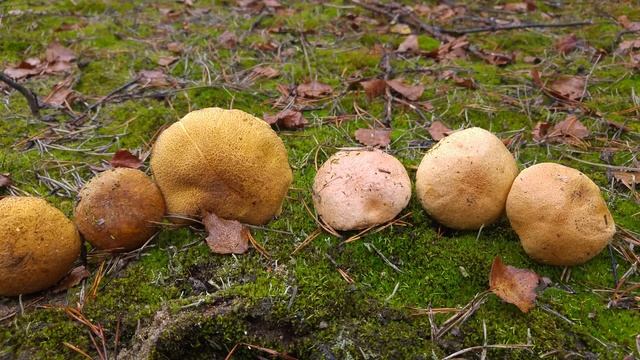 Porównanie: Maślak pstry (Suillus variegatus) vs. Maślak sitarz (Suillus bovinus) смотреть онлайн
