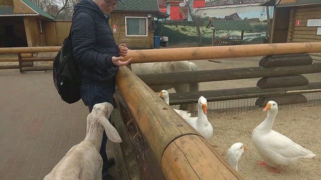 зоопарк ЛИМПОПО Нижний Новгород 1 апреля 2019 г смотреть онлайн