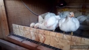 Бройлеры....жара, нужна хорошая вентиляция....