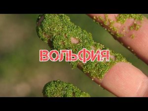 ВОЛЬФИЯ. СОДЕРЖАНИЕ И РАЗМНОЖЕНИЕ В АКВАРИУМЕ
