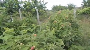 хороший урожай малина таганка   на 8 июня