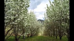 Ты за тучку не ходи