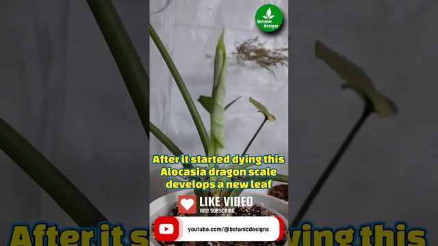 After it started dying this Alocasia dragon scale develops a new leaf