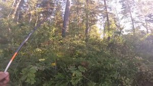 Рыбалка на щуку в Караканском бору. 8 августа 2015.