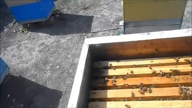 С чего пчёлы собирают нектар? смотреть онлайн