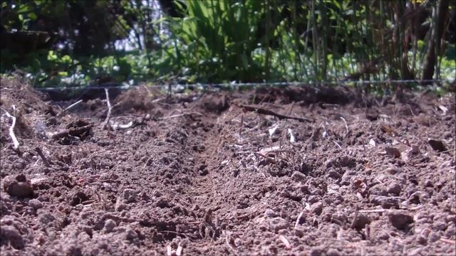 Weiße Karpaten-Glockenblume [Campanula carpatica] - Die Aussaat - 09.04.2016 смотреть онлайн