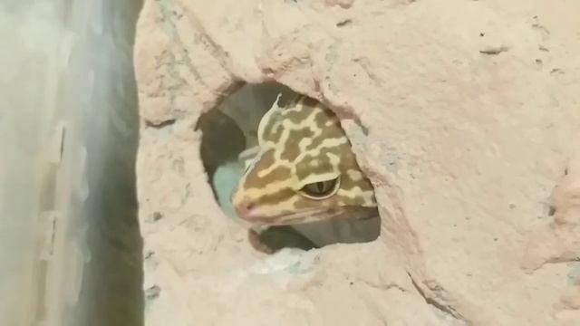 Всё о инкубировснии эублефаров,  полный разбор смотреть онлайн