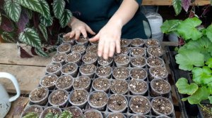 размножение циссус дискоколор