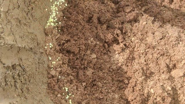 Посадка голубики, 1-часть. Высаживаем плодоносящие кусты голубики Краснодарский край.