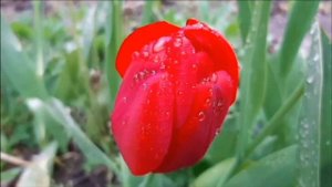 С ДНЁМ РОЖДЕНИЯ ТЕБЯ !