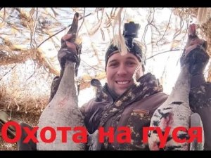 Как манить гуся Весенняя охота в московской области на гуся 2021