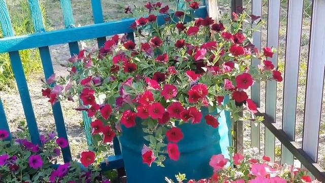 КОМПОЗИЦИИ ИЗ ПЕТУНИИ.ИХ СОРТА И СОЧЕТАЕМОСТЬ.
