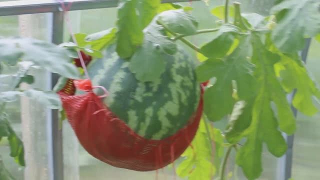 Арбузы и дыни в теплице. Часть 2. (31.07.20)