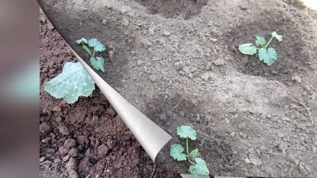 Чем подкармливаю кабачки и всегда собираю хороший урожай смотреть онлайн