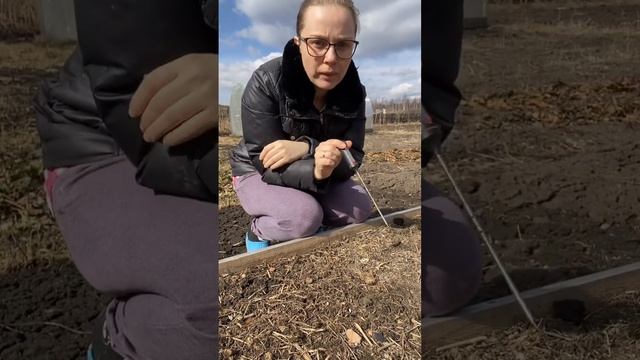 Температура почвы в сибирском регионе #shots #огород #температурапочвы смотреть онлайн