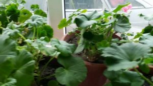 СЕКРЕТНЫЙ ИНГРЕДИЕНТ ДЛЯ ПОДКОРМКИ ПЕЛАРГОНИИ. ОТЛИЧНАЯ БУТОНИЗАЦИЯ ПОСЛЕ  ОБРЕЗКИ  ПОД ПЕНЬКИ.