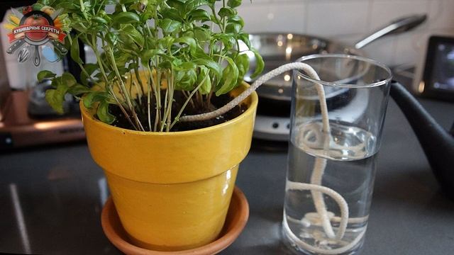 Советы для быта: как сделать, чтобы комнатные цветы не засохли! смотреть онлайн