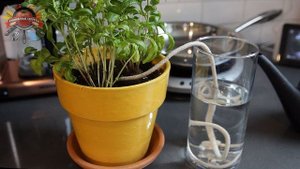 Советы для быта: как сделать, чтобы комнатные цветы не засохли!