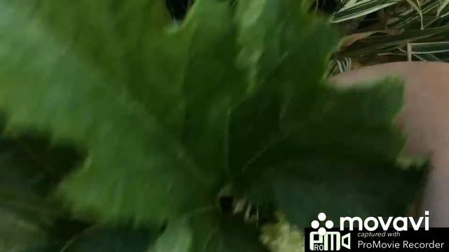 Последний день лета на даче. смотреть онлайн