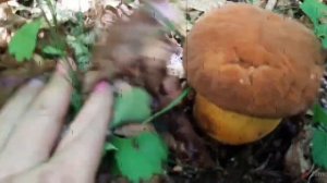 Первый ДВобабок в этом году