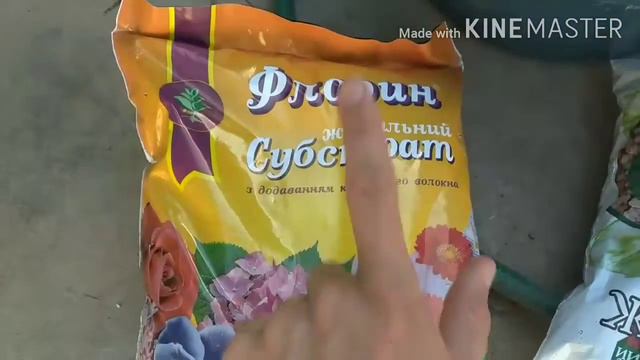 распаковка посылки с кливии та её посадка смотреть онлайн