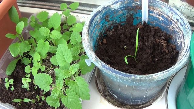 огород на окошке 20 мая 2023 смотреть онлайн