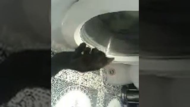 Стиралка гипнотизирует кошку.