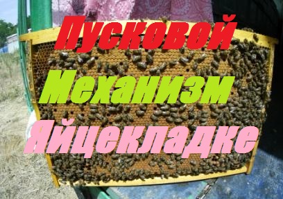 Без стимуляции,ускоренное весеннее развитие пчелосемей на Белую акацию.Пчелы без мёда резко стартуют