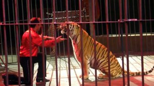 Тигр на арене. Умняша