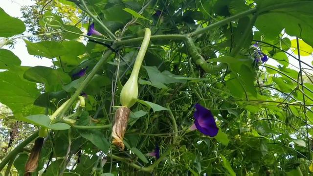 Zucchino Rampticante / Tromboncino Squash: The most versatile and beautiful squash! смотреть онлайн