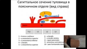 Ультразвуковая анатомия сосудов брюшной полости.