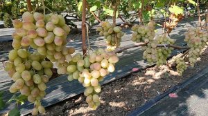 Виноград Стильный (Калугин В. М.) Виноградник Король В. Н. Slava.King2007@mail.ru г. Краснодар